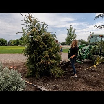Planting Two Huge Serbian Spruce Trees + Update on Predatory Mites + Rose Deadheading!