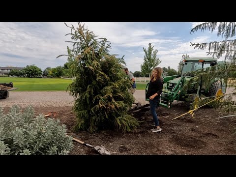 Planting Two Huge Serbian Spruce Trees + Update on Predatory Mites + Rose Deadheading!