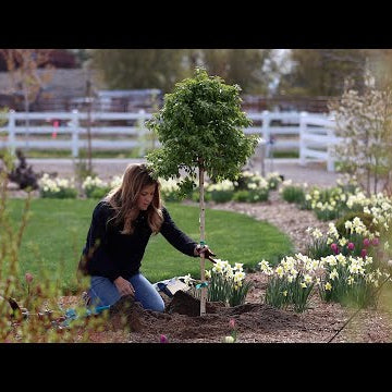 Planting Two Interesting Varieties of Birch Tree!