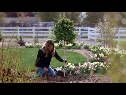 Planting Two Interesting Varieties of Birch Tree!