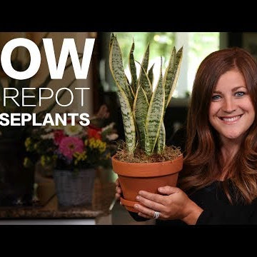 How to Repot a Houseplant