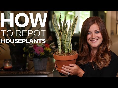 How to Repot a Houseplant