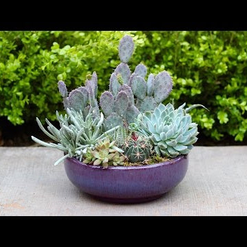 Succulent Planter Inspiration - Cool Tones