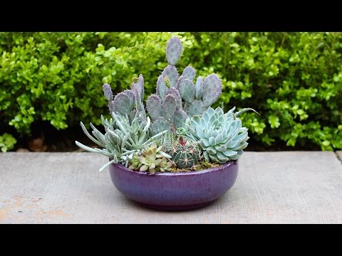 Succulent Planter Inspiration - Cool Tones