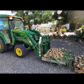 HUGE Harvest of Onions, Potatoes & Strawberries!