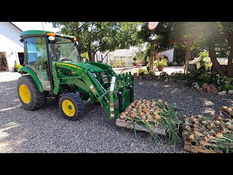 HUGE Harvest of Onions, Potatoes & Strawberries!