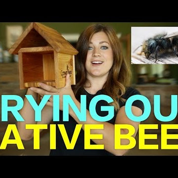 Trying Out Native Bees