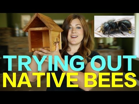 Trying Out Native Bees
