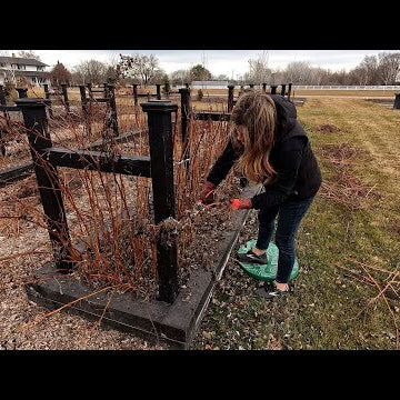 How I Prune Our Raspberries & Blackberries!