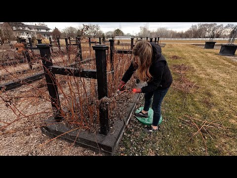 How I Prune Our Raspberries & Blackberries!