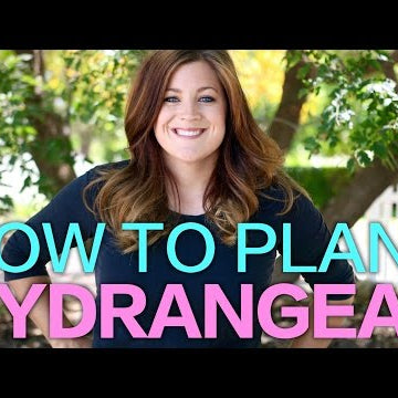 How to Plant A Hydrangea