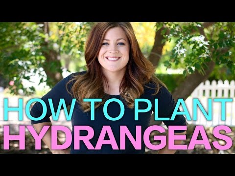How to Plant A Hydrangea