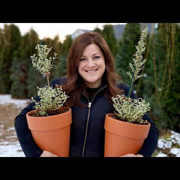 Creating Living Topiaries from Scratch & Making a Wreath Out of the Trimmings!