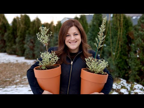 Creating Living Topiaries from Scratch & Making a Wreath Out of the Trimmings!