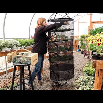 Staking Up a Large Grass & Drying Herbs!
