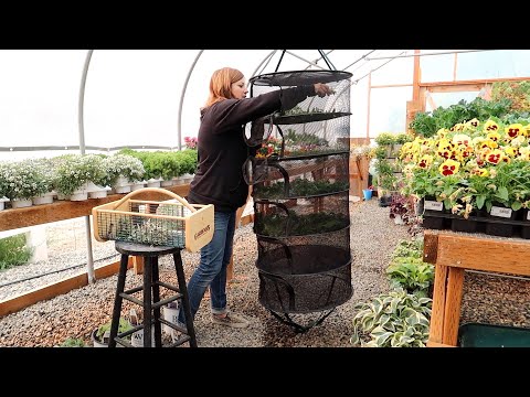 Staking Up a Large Grass & Drying Herbs!