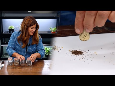 Saving Seeds From the Garden to Plant Next Year!