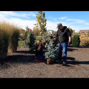 Planting 5 Gorgeous Evergreens just in Time for Winter!