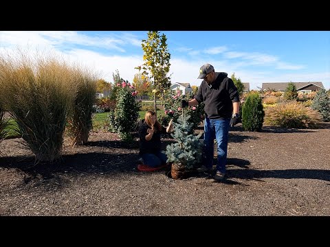 Planting 5 Gorgeous Evergreens just in Time for Winter!