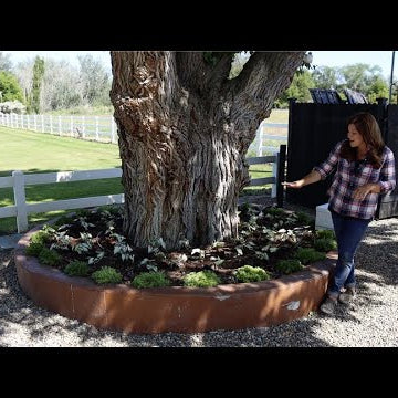Planting a New Spot in My Garden with Caladiums!
