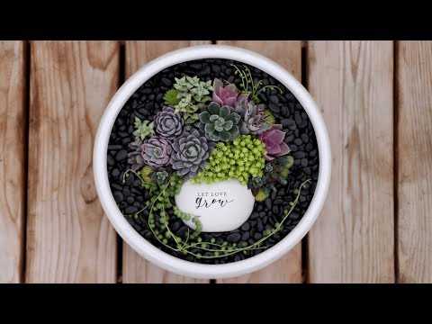 Succulent Pot in a Pot!