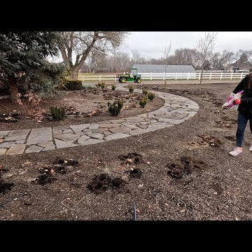 Geranium Update, Seed Haul & Planting Bulbs in the Garden (inJanuary )!