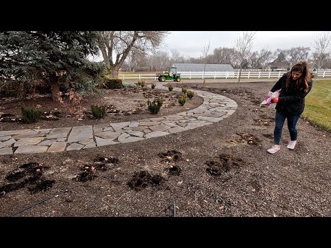 Geranium Update, Seed Haul & Planting Bulbs in the Garden (inJanuary )!