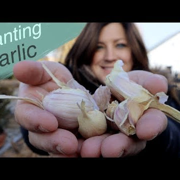 Better Late Than Never- Planting Garlic!
