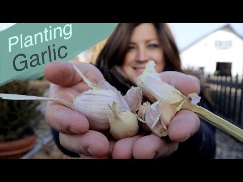 Better Late Than Never- Planting Garlic!