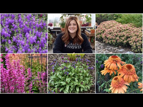5 Must Have Perennials for Your Garden!