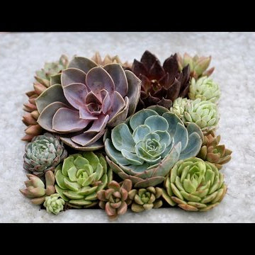 Quick Succulent Arrangement