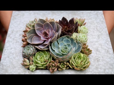 Quick Succulent Arrangement