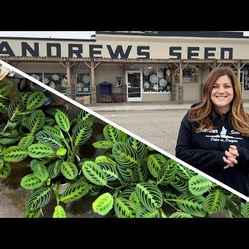 Full Garden Center Houseplant Tour!