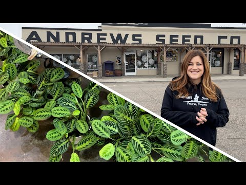 Full Garden Center Houseplant Tour!
