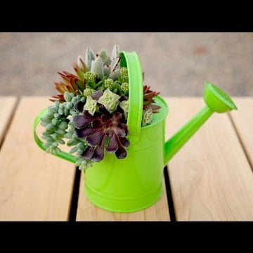 Cute Succulent Arrangement