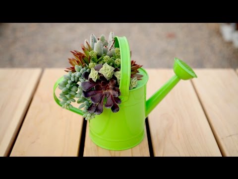 Cute Succulent Arrangement