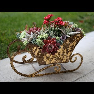 Succulent Sleigh!