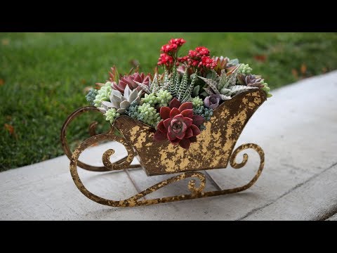Succulent Sleigh!