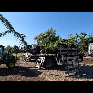 Final Load of GORGEOUS Trees for the Pond Project + Planting a Birch!
