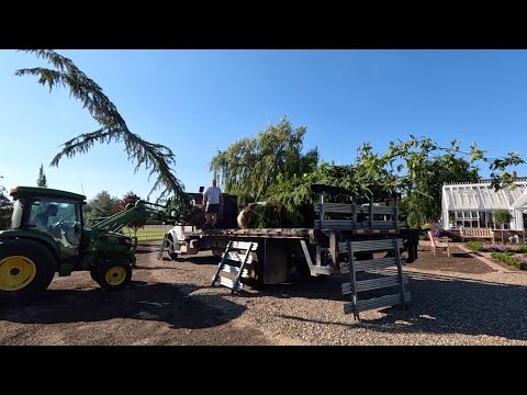 Final Load of GORGEOUS Trees for the Pond Project + Planting a Birch!