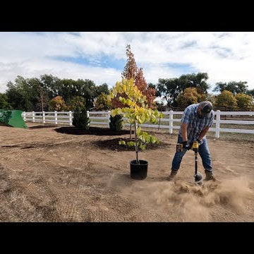 Plant ‘Em High, They Won’t Die!  Planting More Trees on the New Property!