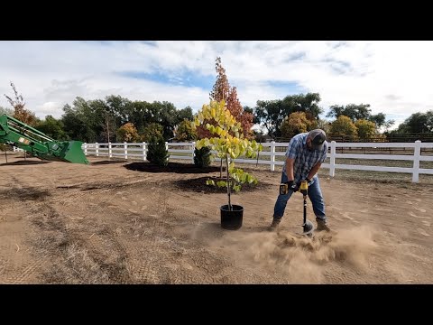 Plant ‘Em High, They Won’t Die!  Planting More Trees on the New Property!