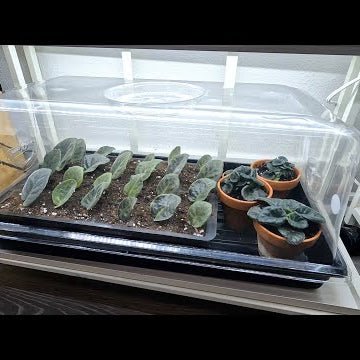 Potting Succulent Cuttings & Rooting/Propagating African Violets!