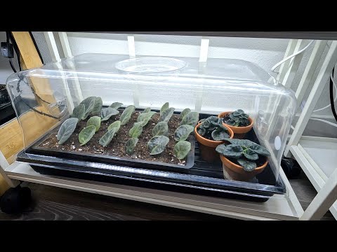 Potting Succulent Cuttings & Rooting/Propagating African Violets!