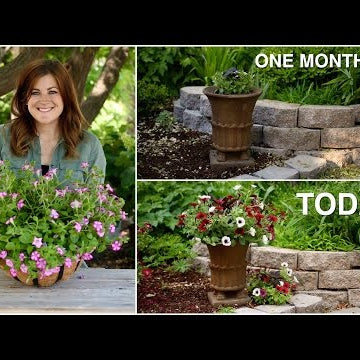 Flower Pillow Update One Month Later