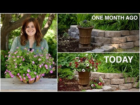 Flower Pillow Update One Month Later