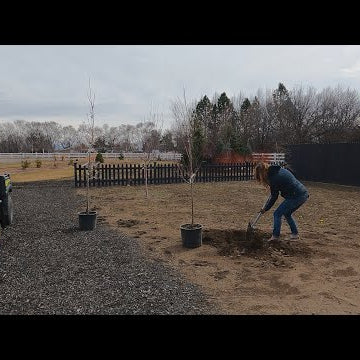Replacing the Apricots & Pruning the Fruit Trees!