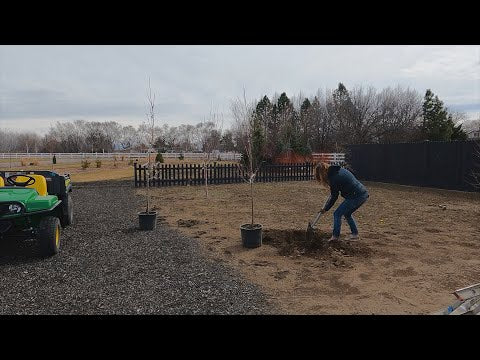 Replacing the Apricots & Pruning the Fruit Trees!