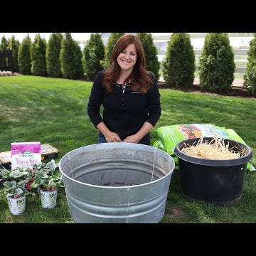 Planting Strawberries in Containers for Beginners!