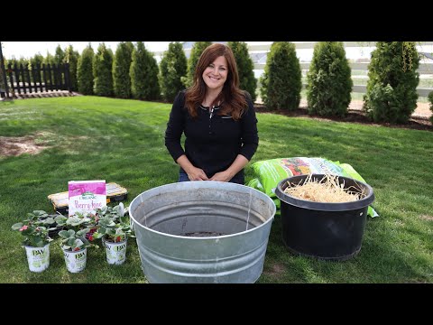 Planting Strawberries in Containers for Beginners!